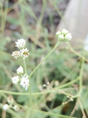 Florestina tripteris