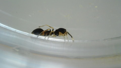 Synemosyna formica