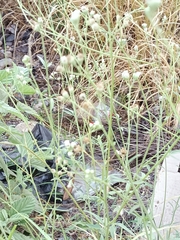 Florestina tripteris