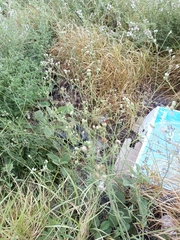 Florestina tripteris