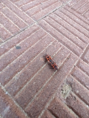 Pyrrhocoris apterus