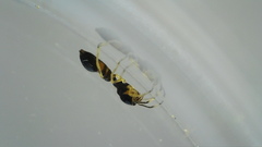 Synemosyna formica
