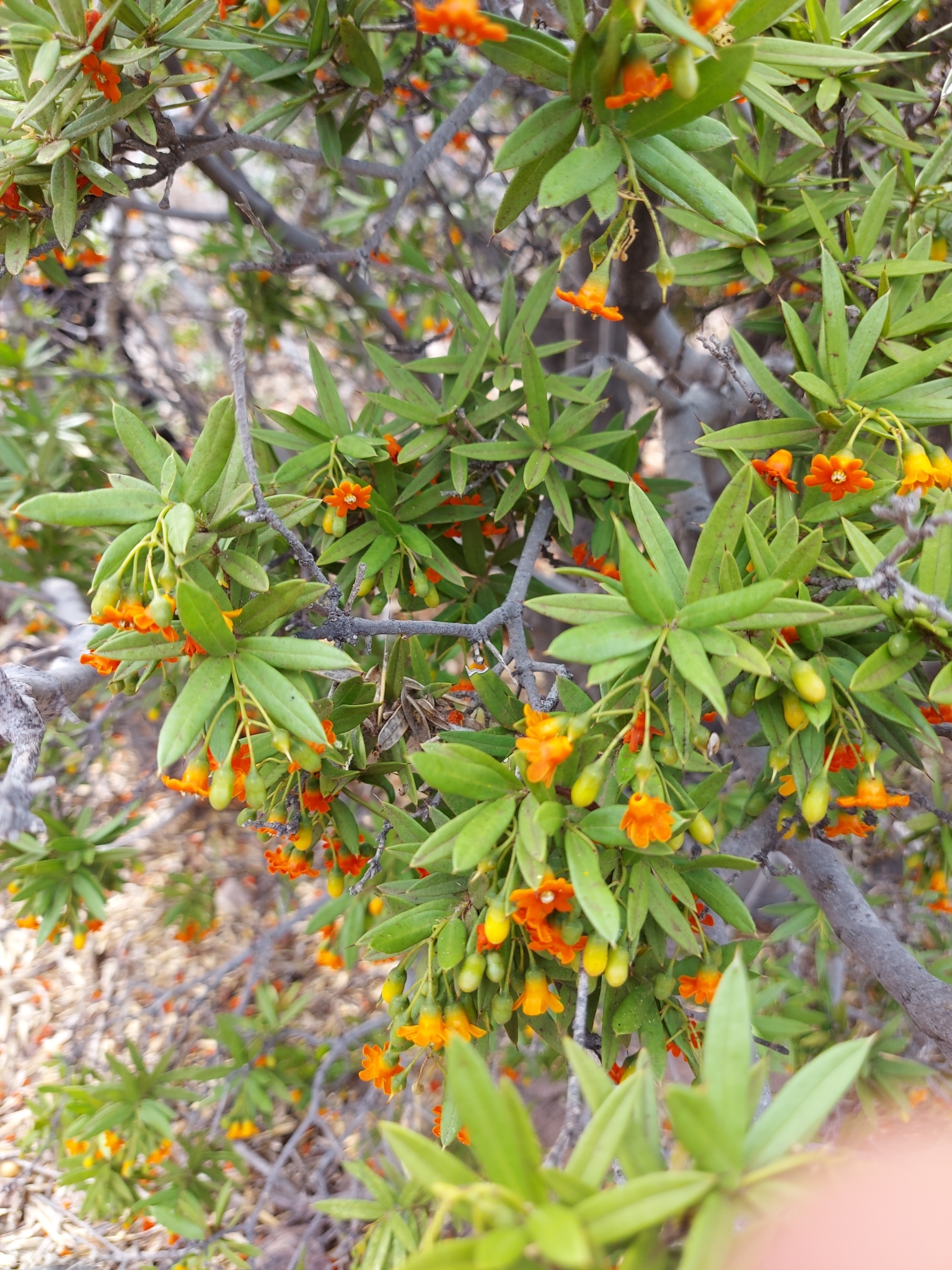 Bonellia macrocarpa