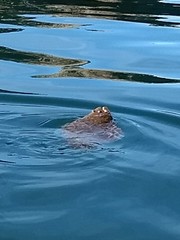 Paralichthys aestuarius