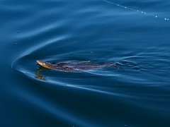 Paralichthys aestuarius