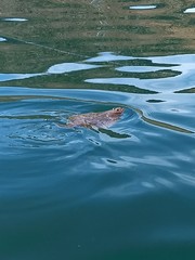 Paralichthys aestuarius