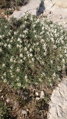 Astragalus tragacantha