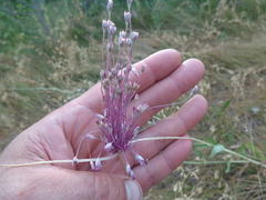 Allium praescissum