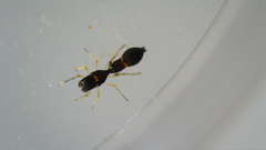 Synemosyna formica