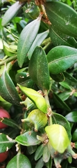 Psylla buxi