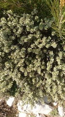 Thymelaea tartonraira
