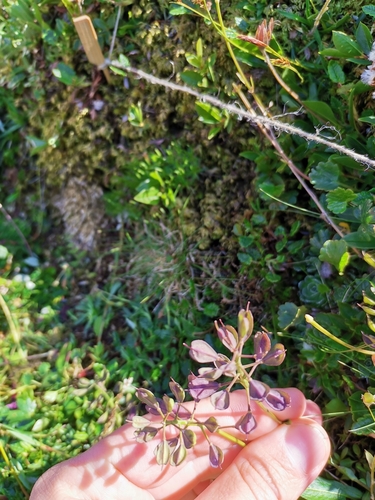 Noccaea alpestris, photograph 6