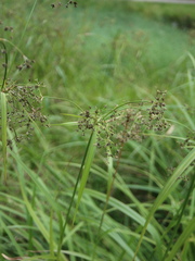 Scirpus sylvaticus