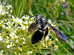 Andrena agilissima