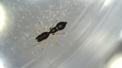 Synemosyna formica