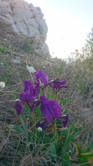 Iris lutescens