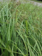 Scirpus sylvaticus