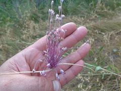 Allium praescissum