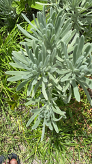 Tournefortia gnaphalodes