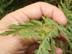 Puccinia tanaceti