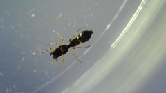 Synemosyna formica