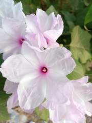 Ipomoea carnea fistulosa