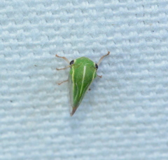 Tortistilus lateralis