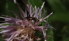 Anthocoris nemorum