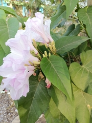 Ipomoea carnea fistulosa