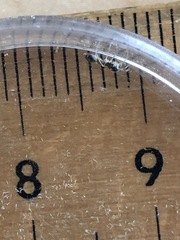 Synemosyna formica
