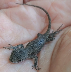 Sceloporus occidentalis