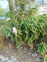 Ipomoea carnea fistulosa