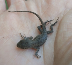 Sceloporus occidentalis