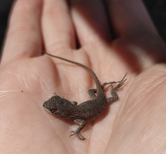 Sceloporus occidentalis