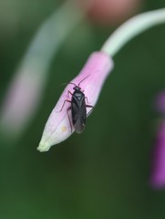 Plagiognathus arbustorum