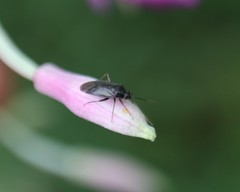 Plagiognathus arbustorum