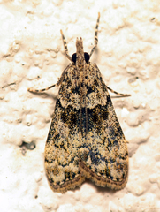 Eudonia subditella