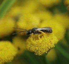 Halictus