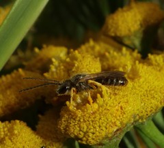 Halictus