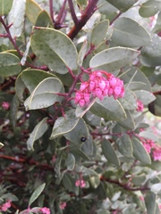 Arctostaphylos viscida