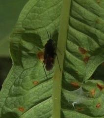 Plagiognathus arbustorum