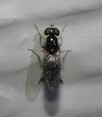 Merosargus caeruleifrons