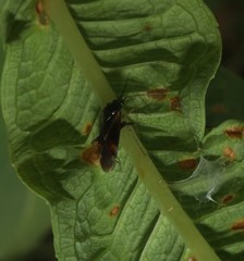 Plagiognathus arbustorum