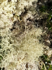 Alectoria ochroleuca