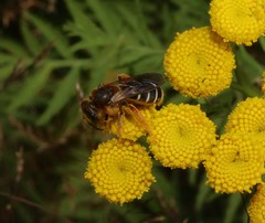 Halictus rubicundus