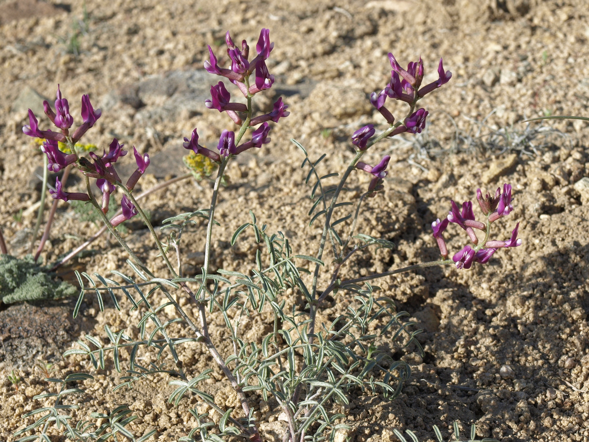 Astragalus casei