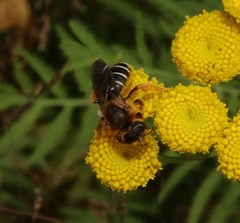 Halictus rubicundus