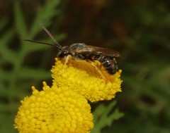 Halictus