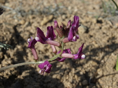 Astragalus casei