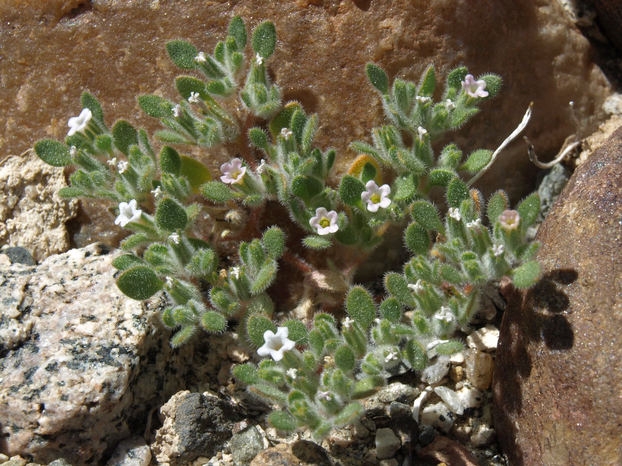 Nama pusilla